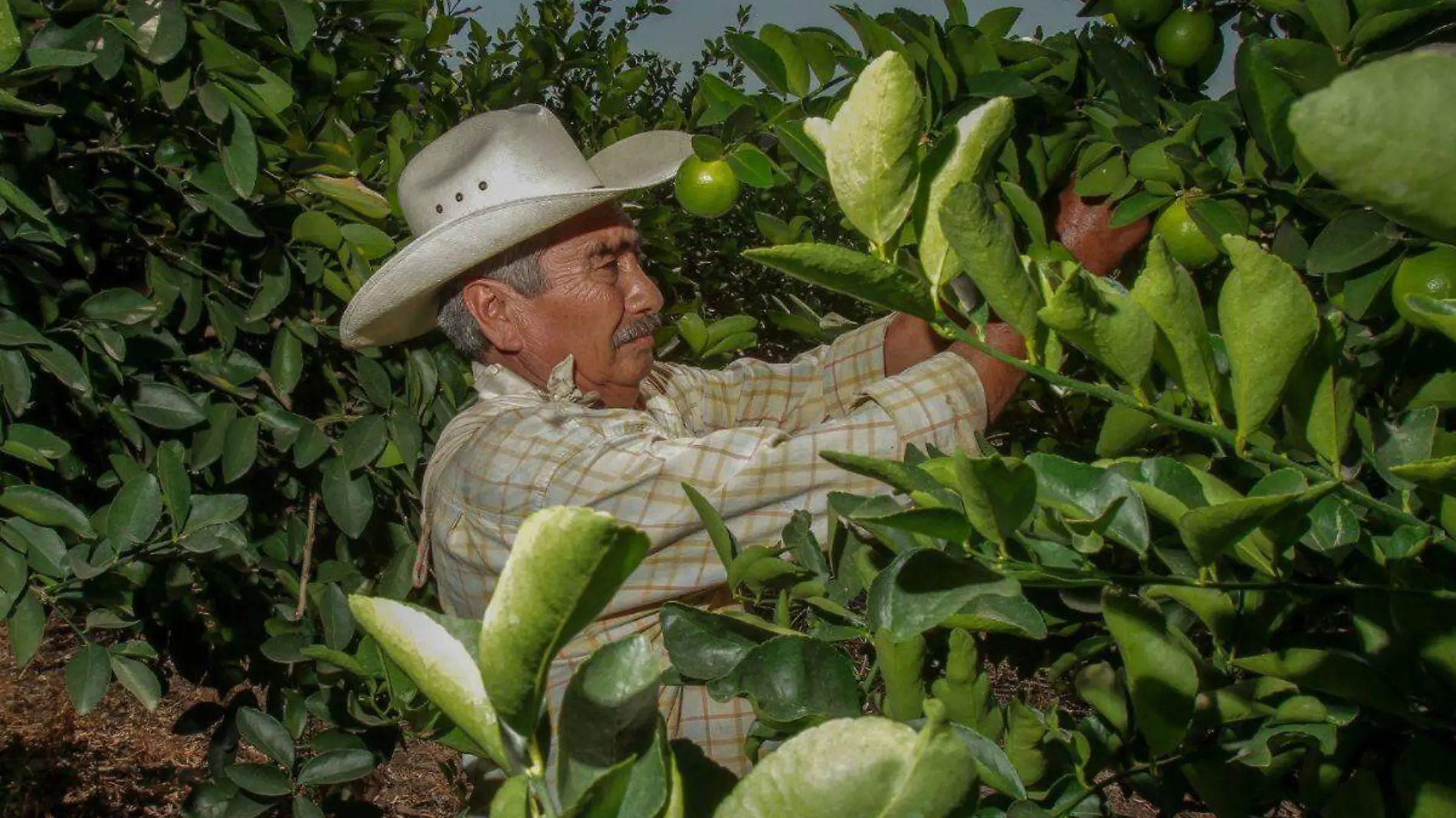 Beneficiarios de Producción para el Bienestar (1)